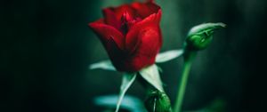 Preview wallpaper rose, red, flower, closeup
