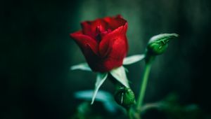Preview wallpaper rose, red, flower, closeup