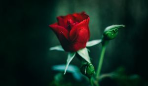 Preview wallpaper rose, red, flower, closeup