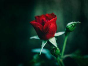 Preview wallpaper rose, red, flower, closeup