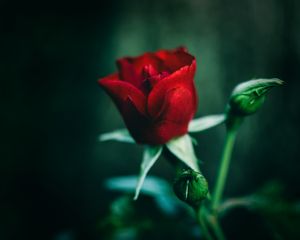 Preview wallpaper rose, red, flower, closeup