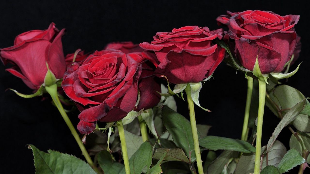 Wallpaper rose, red, flower, black background