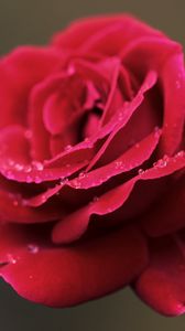 Preview wallpaper rose, red, flower, petals, drops