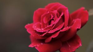 Preview wallpaper rose, red, flower, petals, drops