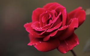 Preview wallpaper rose, red, flower, petals, drops