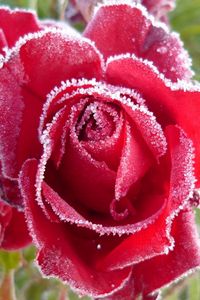 Preview wallpaper rose, red, frost, snow