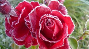 Preview wallpaper rose, red, frost, snow
