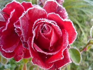 Preview wallpaper rose, red, frost, snow