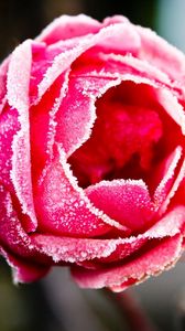 Preview wallpaper rose, red, frost, cover