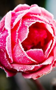 Preview wallpaper rose, red, frost, cover