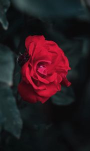 Preview wallpaper rose, red, garden, bud, bush, leaves, blur