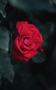 Preview wallpaper rose, red, garden, bud, bush, leaves, blur