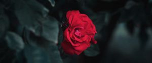 Preview wallpaper rose, red, garden, bud, bush, leaves, blur