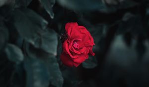 Preview wallpaper rose, red, garden, bud, bush, leaves, blur