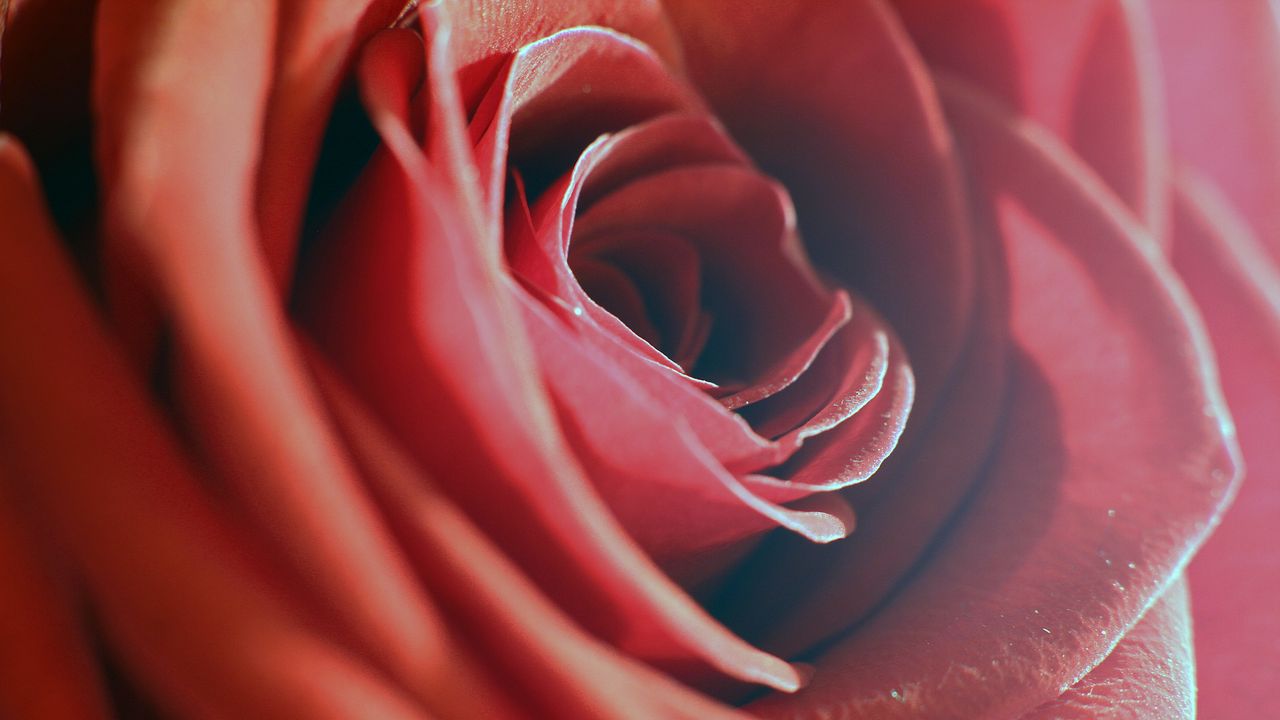 Wallpaper rose, red, macro, flower, petals