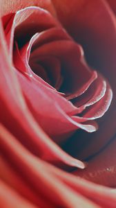 Preview wallpaper rose, red, macro, flower, petals