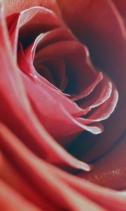 Preview wallpaper rose, red, macro, flower, petals