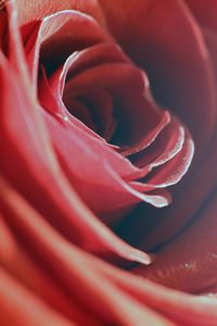 Preview wallpaper rose, red, macro, flower, petals