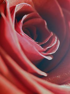Preview wallpaper rose, red, macro, flower, petals