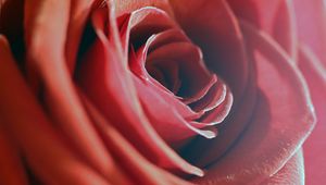Preview wallpaper rose, red, macro, flower, petals