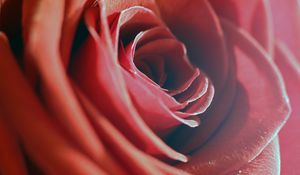 Preview wallpaper rose, red, macro, flower, petals