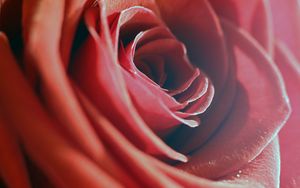 Preview wallpaper rose, red, macro, flower, petals