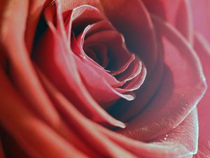 Preview wallpaper rose, red, macro, flower, petals