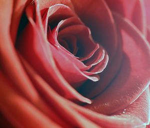 Preview wallpaper rose, red, macro, flower, petals