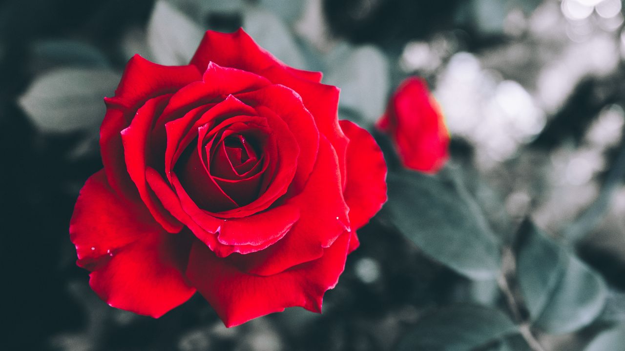 Wallpaper rose, red, petals, bud, blur