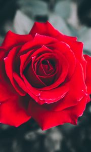 Preview wallpaper rose, red, petals, bud, blur