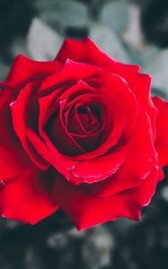Preview wallpaper rose, red, petals, bud, blur