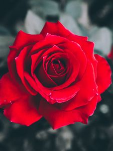 Preview wallpaper rose, red, petals, bud, blur