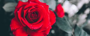 Preview wallpaper rose, red, petals, bud, blur