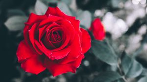 Preview wallpaper rose, red, petals, bud, blur