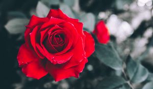 Preview wallpaper rose, red, petals, bud, blur