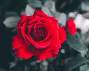 Preview wallpaper rose, red, petals, bud, blur