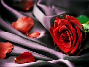 Preview wallpaper rose, red, petals, fabric, tenderness