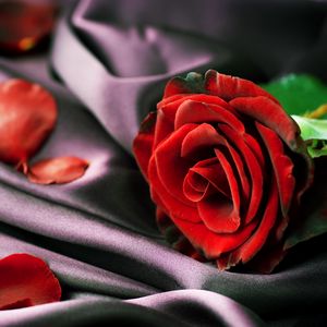 Preview wallpaper rose, red, petals, fabric, tenderness