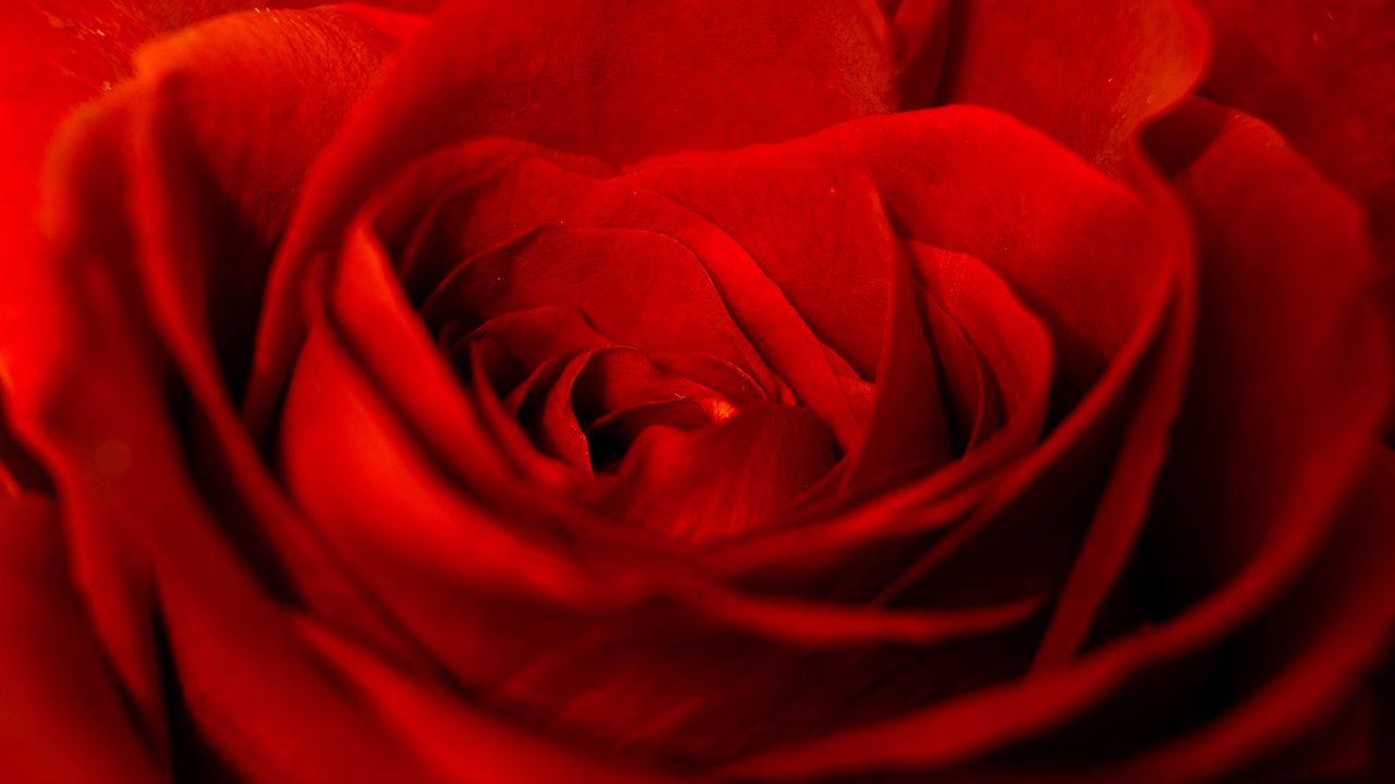 Wallpaper rose, red, petals, bud, flower