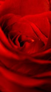 Preview wallpaper rose, red, petals, bud, flower