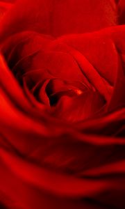 Preview wallpaper rose, red, petals, bud, flower