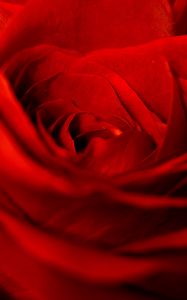 Preview wallpaper rose, red, petals, bud, flower