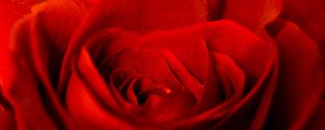 Preview wallpaper rose, red, petals, bud, flower