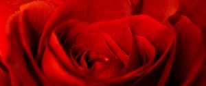 Preview wallpaper rose, red, petals, bud, flower