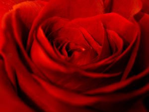 Preview wallpaper rose, red, petals, bud, flower