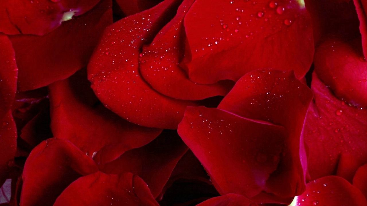 Wallpaper rose, red, petals, flowers