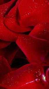 Preview wallpaper rose, red, petals, flowers