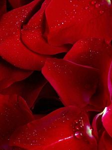 Preview wallpaper rose, red, petals, flowers