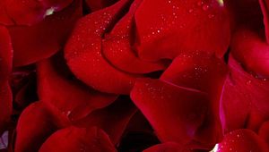 Preview wallpaper rose, red, petals, flowers