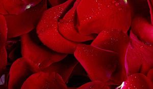 Preview wallpaper rose, red, petals, flowers